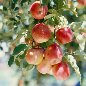 How to Choose Apple Tree Varieties To Grow and Eat